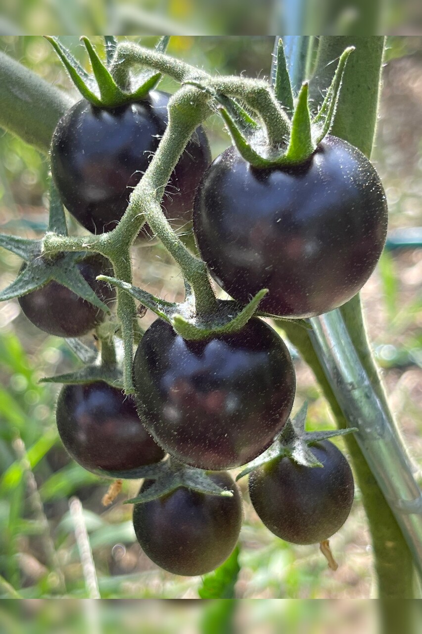 Tomate "Dancing with Smurfs" - BIO-Tomatensorte [samenfest]