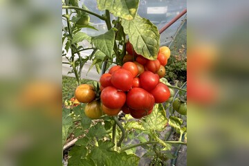 Tomate "Reisetomate" - BIO-Tomatensorte [samenfest]