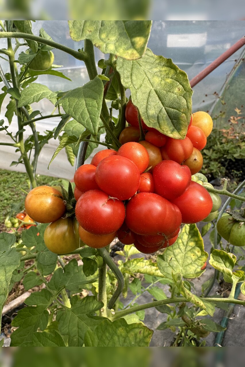 Tomate "Reisetomate" - BIO-Tomatensorte [samenfest]