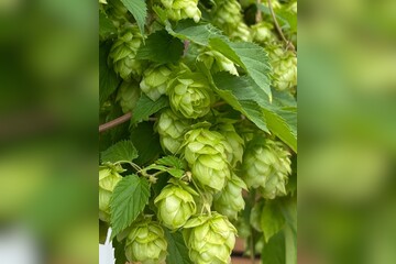 Echter Hopfen - BIO-Hopfensamen [samenfest]