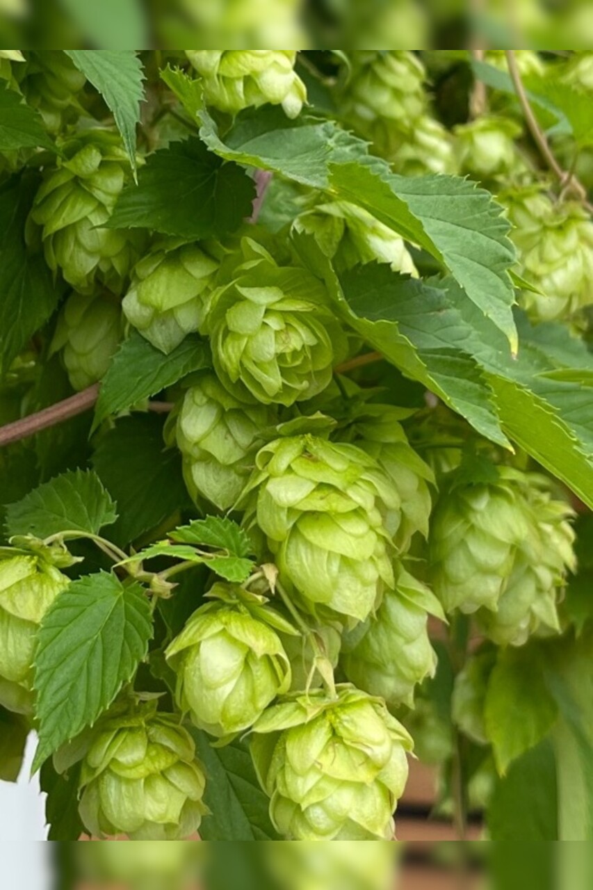 Echter Hopfen - BIO-Hopfensamen [samenfest]