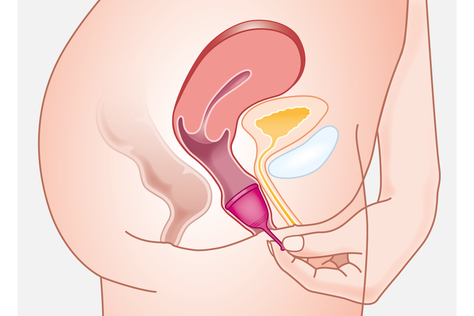 Tulipa Menstruationstasse Größe 2