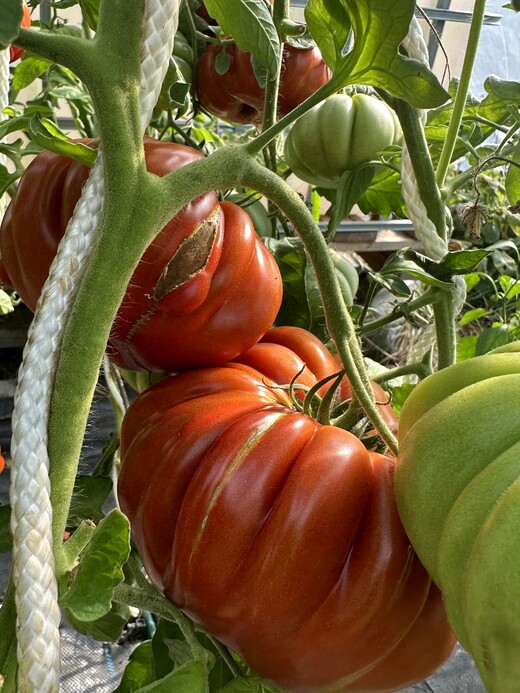 Tomate "Fleur de Reagir" - BIO-Tomatensorte [samenfest]