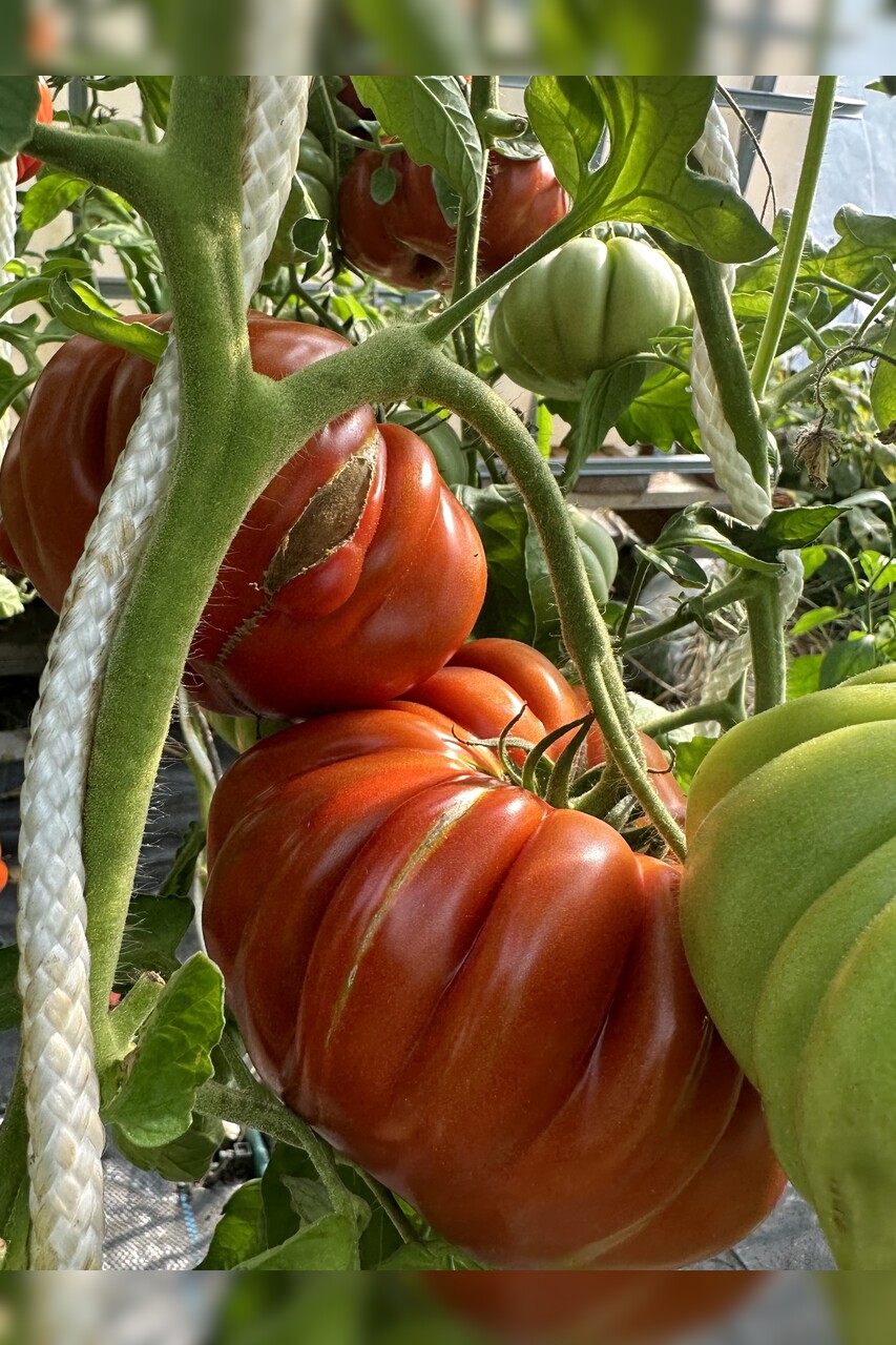 Tomate "Fleur de Reagir" - BIO-Tomatensorte [samenfest]