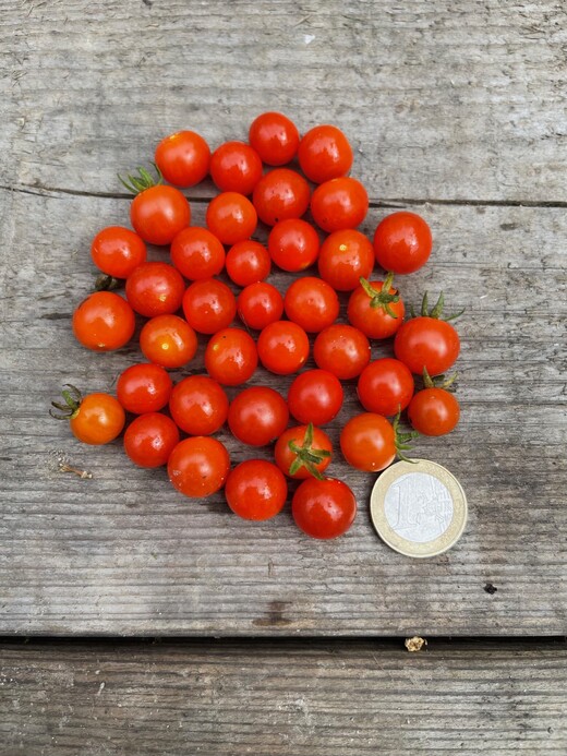 Tomaten Set "robuste Tomaten" - 4 robuste BIO-Sorten [samenfest]