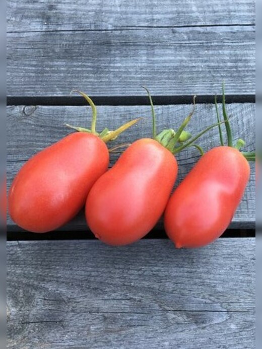 Anzucht-Set "russische Tomaten" [samenfest]