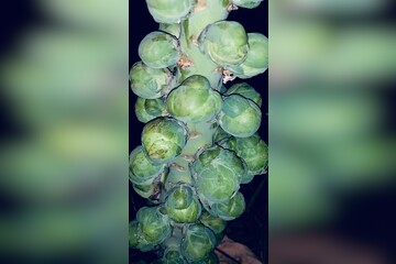 Rosenkohl