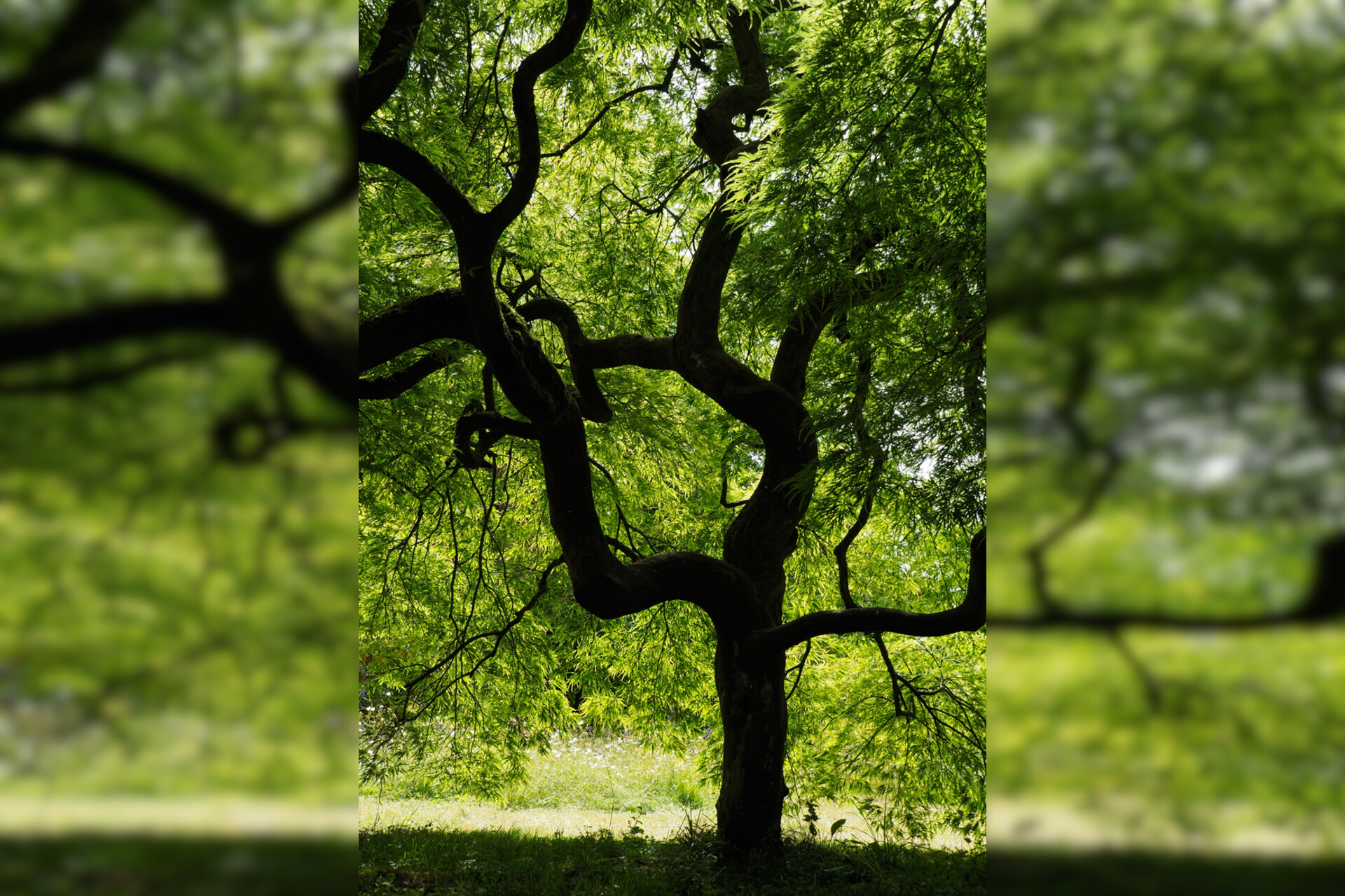 Fotokurs mit Fototour: Schloß & Botanischer Garten