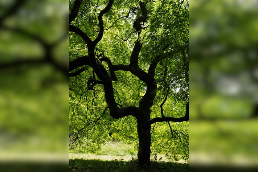 Fotokurs mit Fototour: Schloß & Botanischer Garten