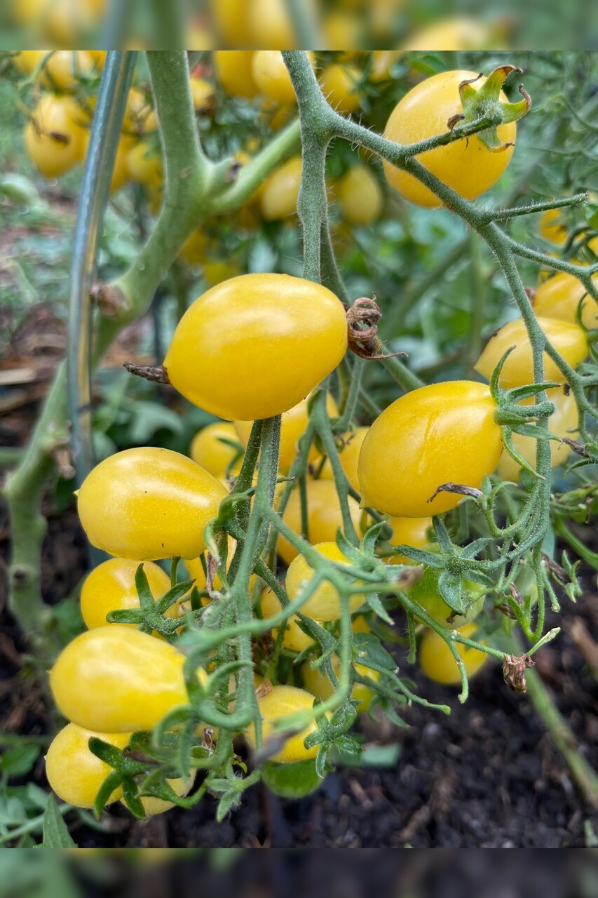 Tomate "Barry´s Crazy Cherry" - BIO-Tomatensorte [samenfest]