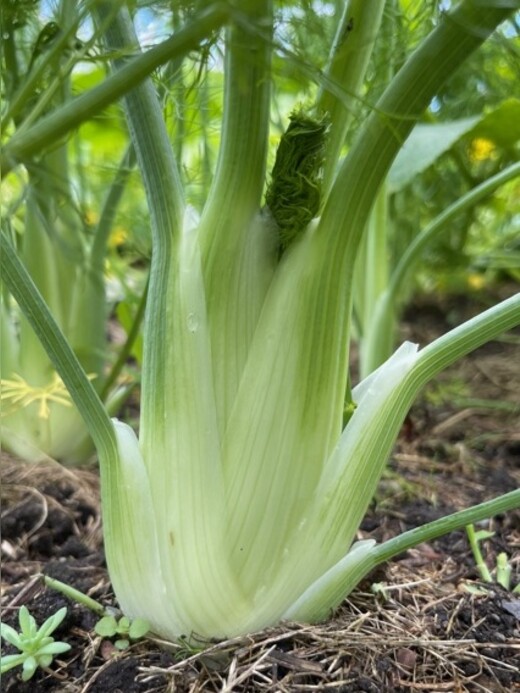 Knollenfenchel Samen "Selma" (samenfestes & BIO)