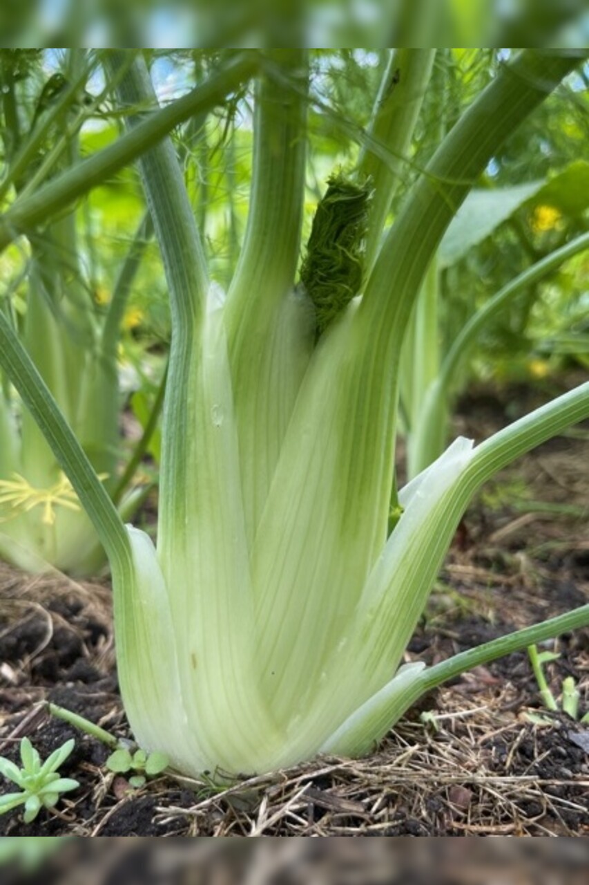 Knollenfenchel Samen "Selma" (samenfestes & BIO)