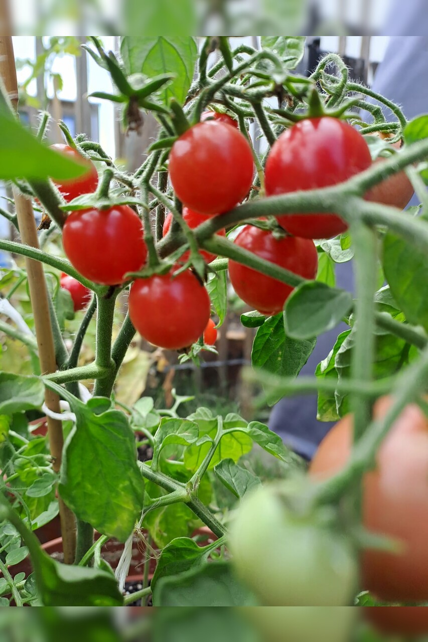 Tomaten Set "Balkontomaten" - 4 BIO-Tomatensorten [samenfest]