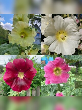 Blumensamen Set