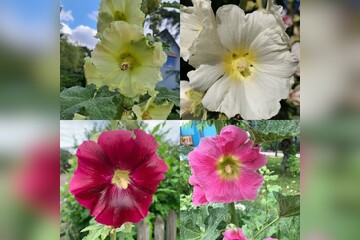 Blumensamen Set