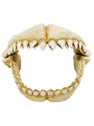 Amtra Denti De Squalo M