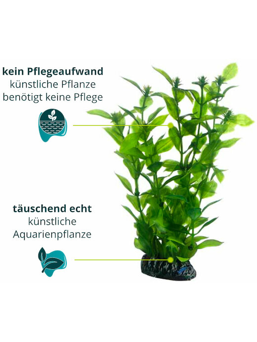Hobby Hygrophila
