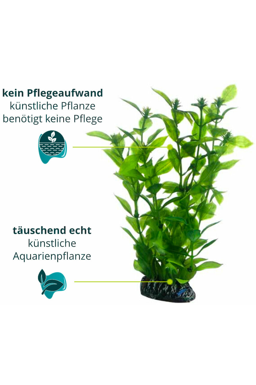 Hobby Hygrophila