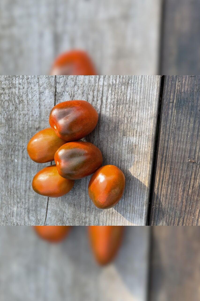 Tomate "Black Plum" - Tomatensamen [samenfest]