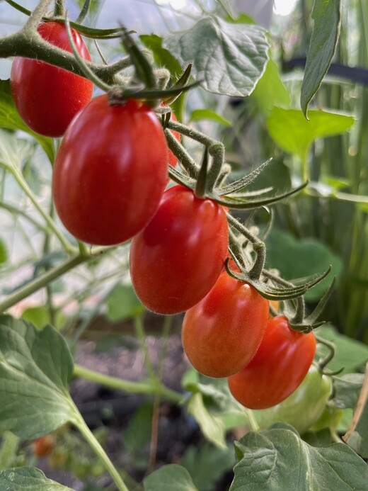 Tomate „Mini San Marzano“ - BIO-Tomatensorte [samenfest]