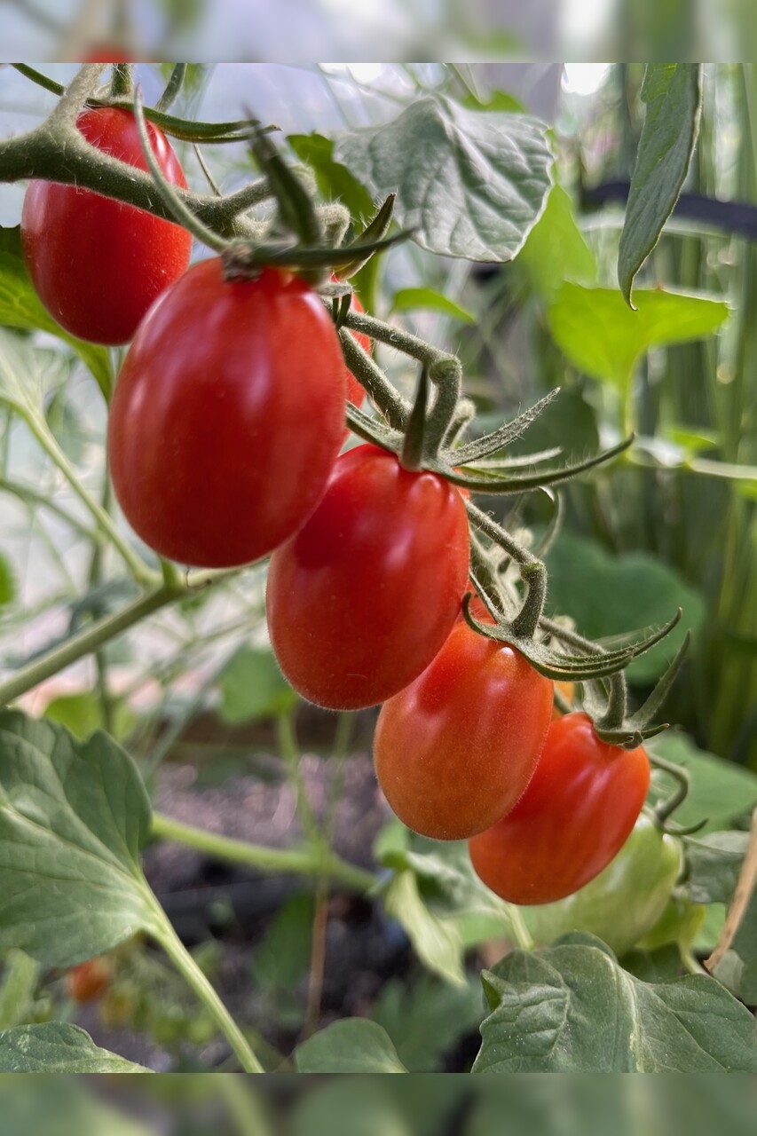 Tomate „Mini San Marzano“ - BIO-Tomatensorte [samenfest]