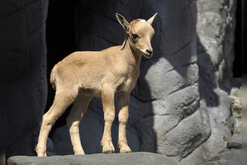 Fotokurs Mit Fototour Tierpark Hagenbeck Hamburg 119 00