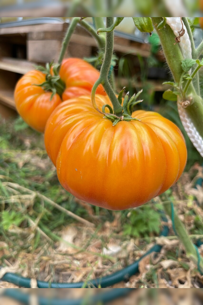 Tomate "Ananastomate" - BIO-Tomatensorte [samenfest]