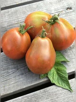 Tomate "Japanese Black Trifele" - Tomatensamen (samenfest)