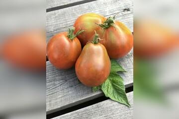 Tomate "Japanese Black Trifele" - BIO-Tomatensorte