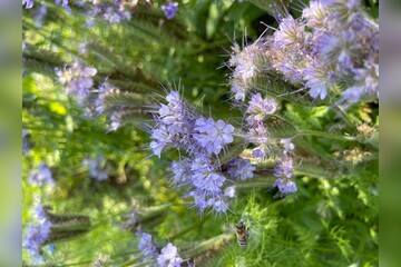 Blume