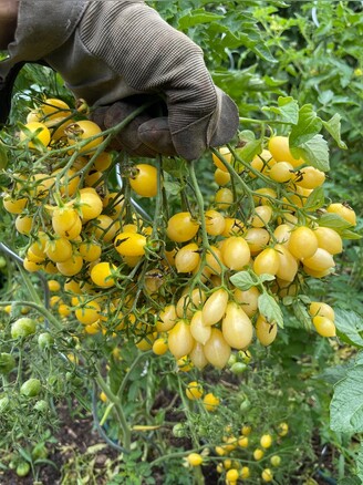 Tomate "Barry´s Crazy Cherry" - BIO-Tomatensorte [samenfest]