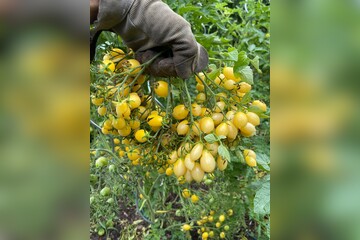 Tomate "Barry´s Crazy Cherry" - BIO-Tomatensorte [samenfest]