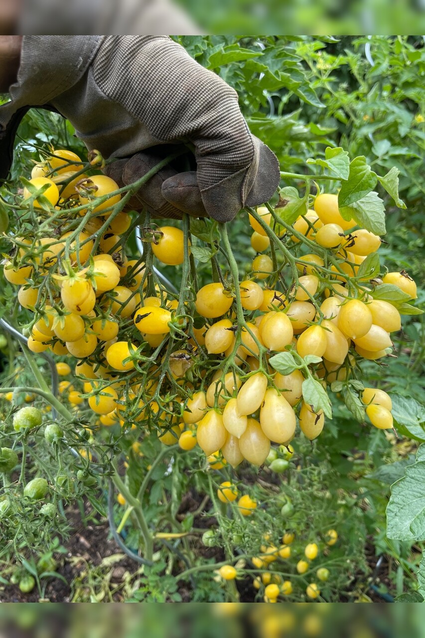 Tomate "Barry´s Crazy Cherry" - BIO-Tomatensorte [samenfest]