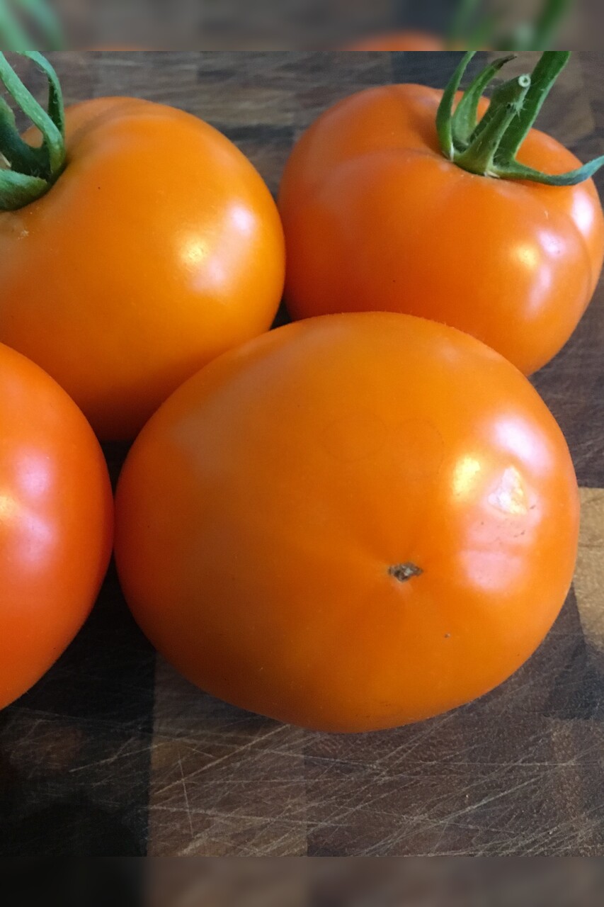 Tomate "Valencia" - BIO-Tomatensorte [samenfest]