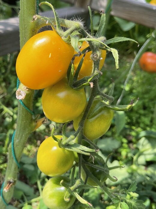 Tomate "König Humbert" - BIO-Tomatensorte [samenfest]