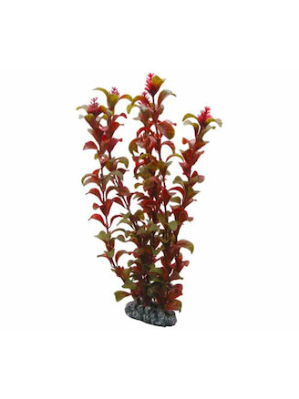 Hobby Rotala