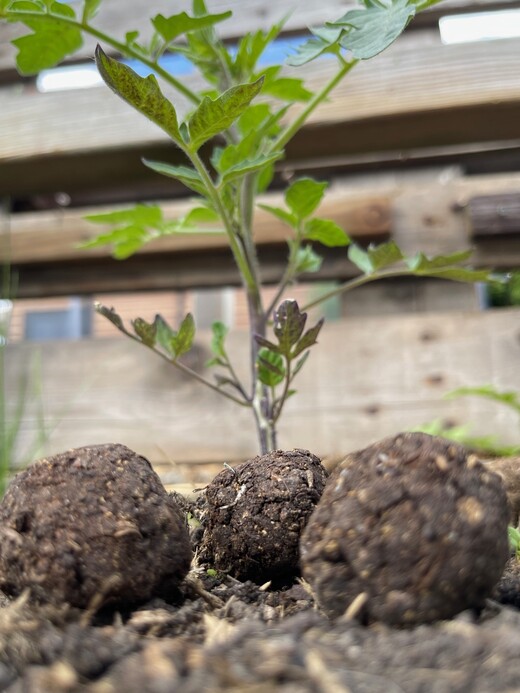 "Küchenkräuter" Samenbomben mit Bio Saatgut