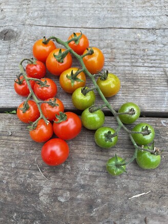 Tomate „Amore“ - BIO-Tomatensorte [samenfest]