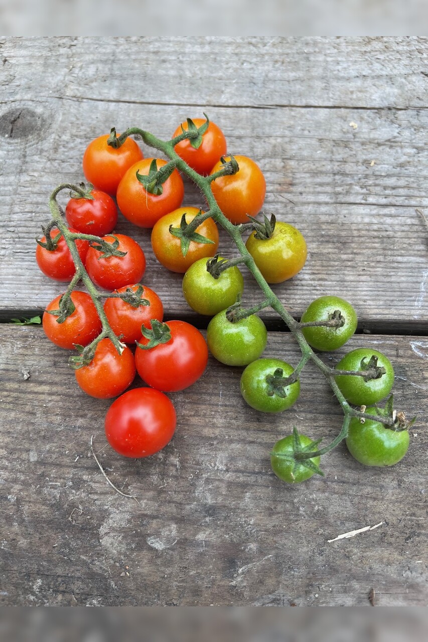 Tomate „Amore“ - BIO-Tomatensorte [samenfest]