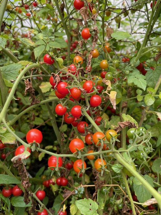 Tomate "Johannisbeertomate" - BIO-Tomatensorte (samenfest)