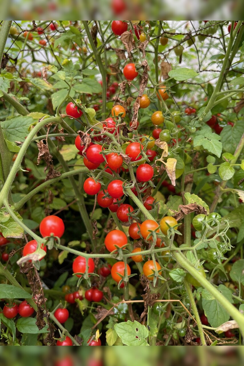 Tomate "Johannisbeertomate" - BIO-Tomatensorte (samenfest)