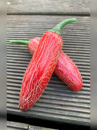Mexikanische Jalapeno Samen "Numex Vaquero" (samenfest & BIO)