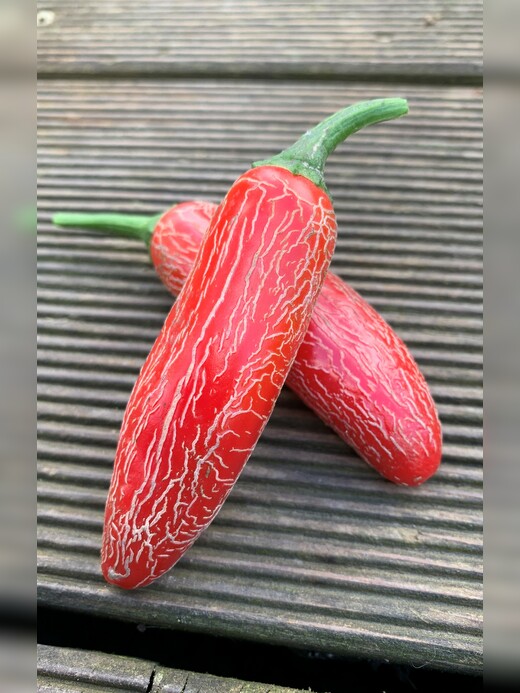 Mexikanische Jalapeno Samen "Numex Vaquero" (samenfest & BIO)