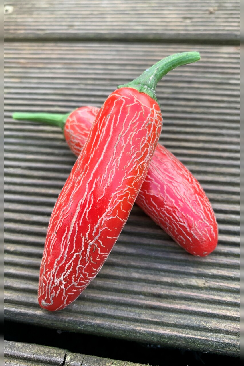 Mexikanische Jalapeno Samen "Numex Vaquero" (samenfest & BIO)