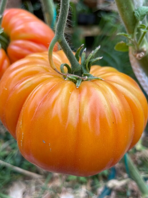 Tomaten Set "Gewächshaustomaten" - 4 BIO-Sorten [samenfest]