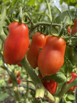 Tomate "San Marzano" - BIO-Flaschentomate [samenfest]