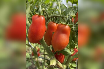 Tomate "San Marzano" - BIO-Flaschentomate [samenfest]