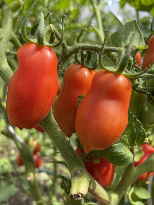 Tomate "San Marzano" - BIO-Flaschentomate [samenfest]