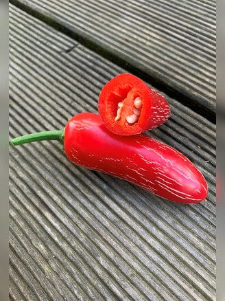 Jalapeno Samen "Biker Bill" (samenfest & BIO)