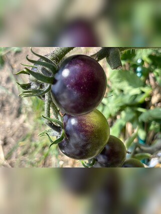 Tomate